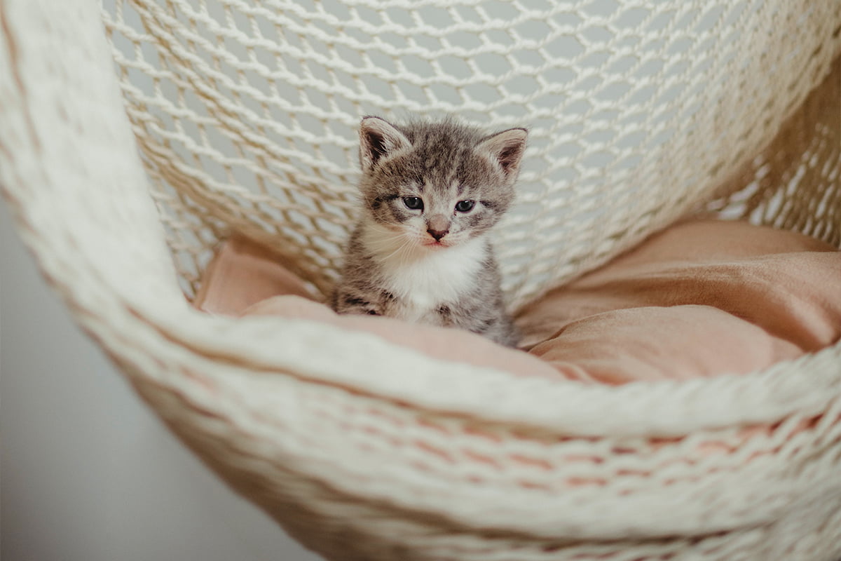 cat hammock