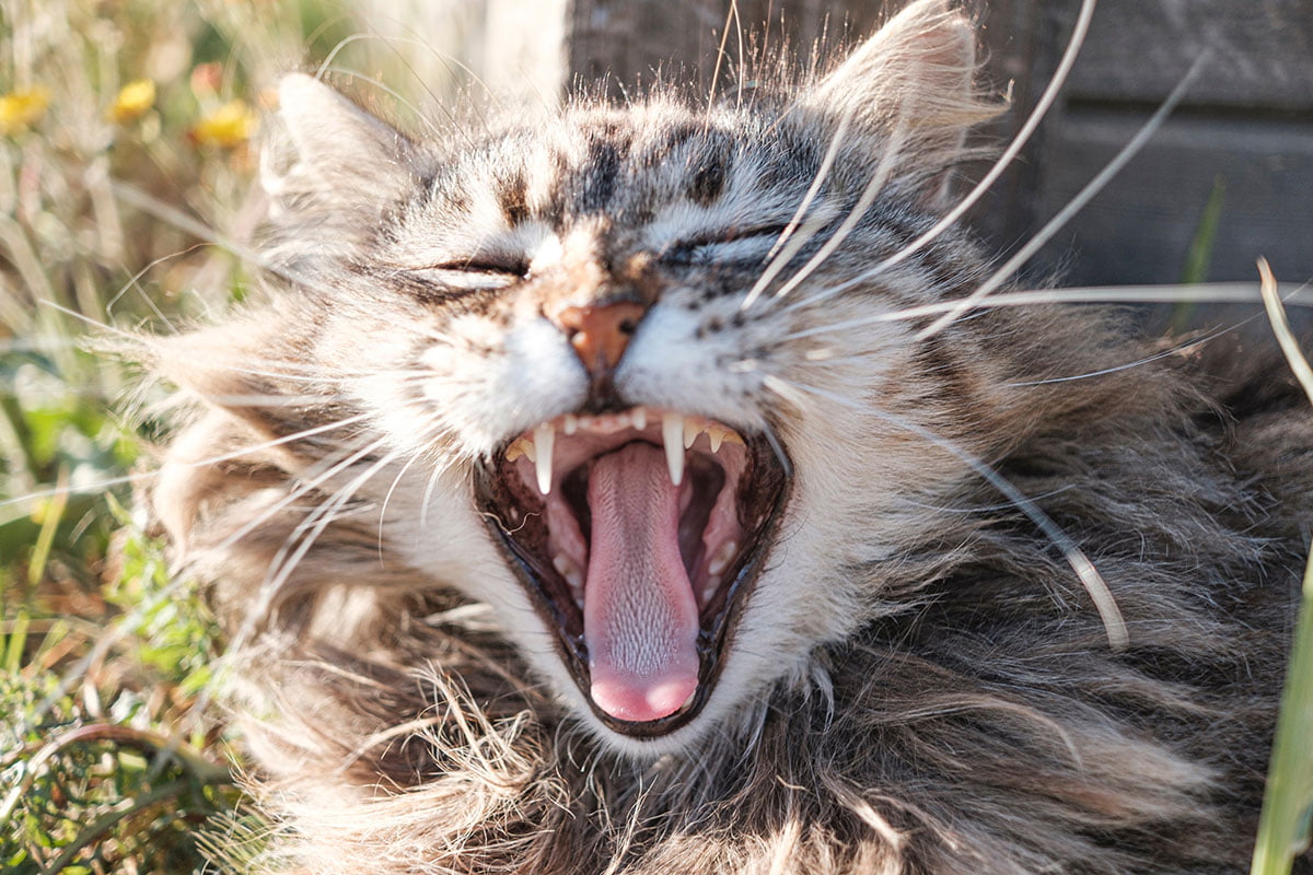 Best Cat Toothbrush