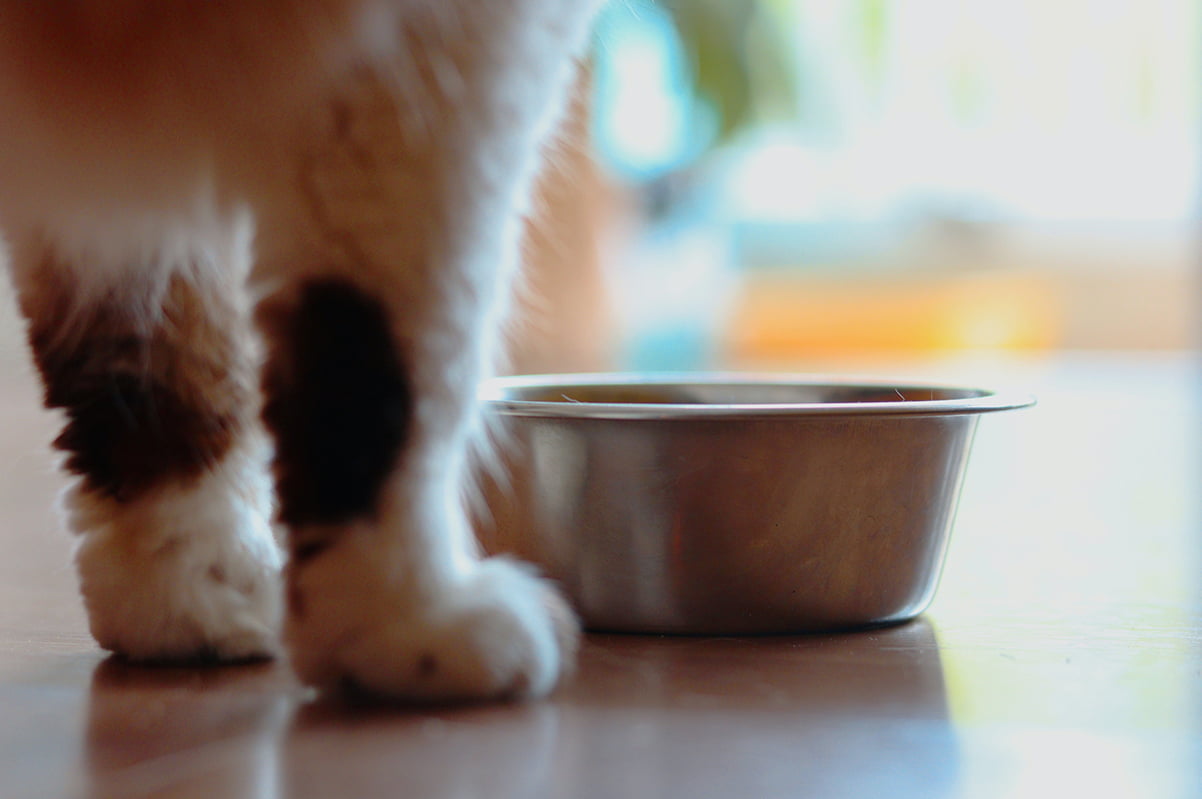 cat bowl