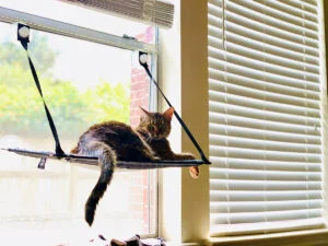 Best Cat Window Perch