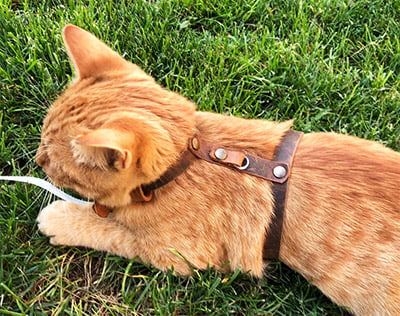 RAGiftShop Walking Cat Harness Leash Trainer