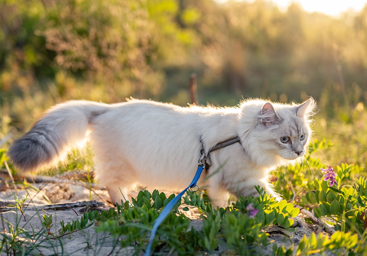 cat harness