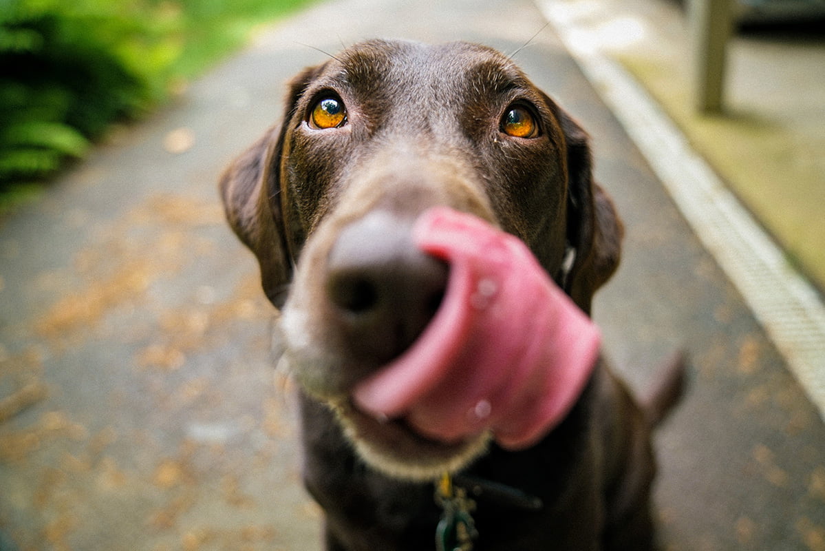 11 Best Automatic Dog Feeder Selections For Busy Pet Parents