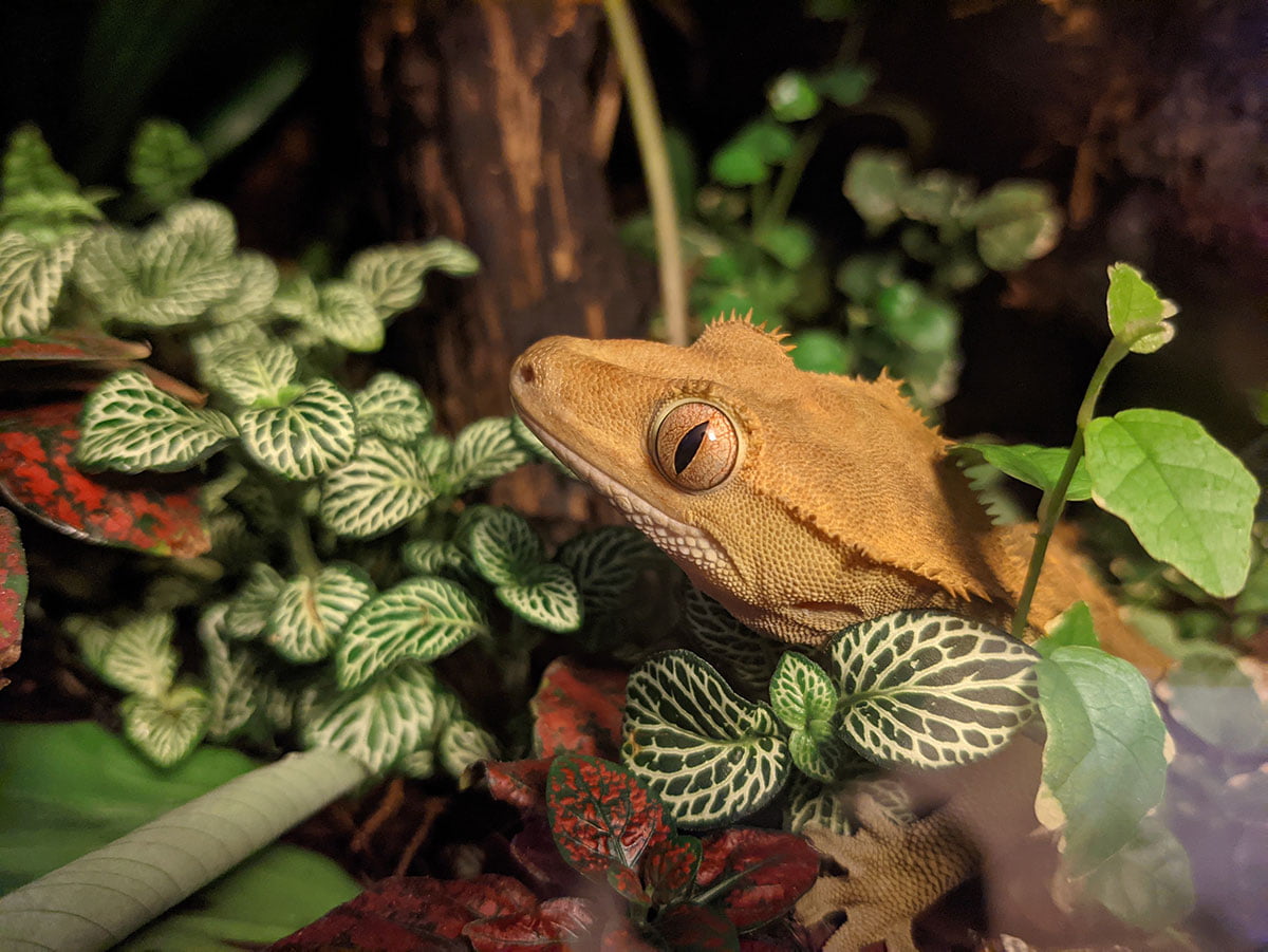 Crested Gecko