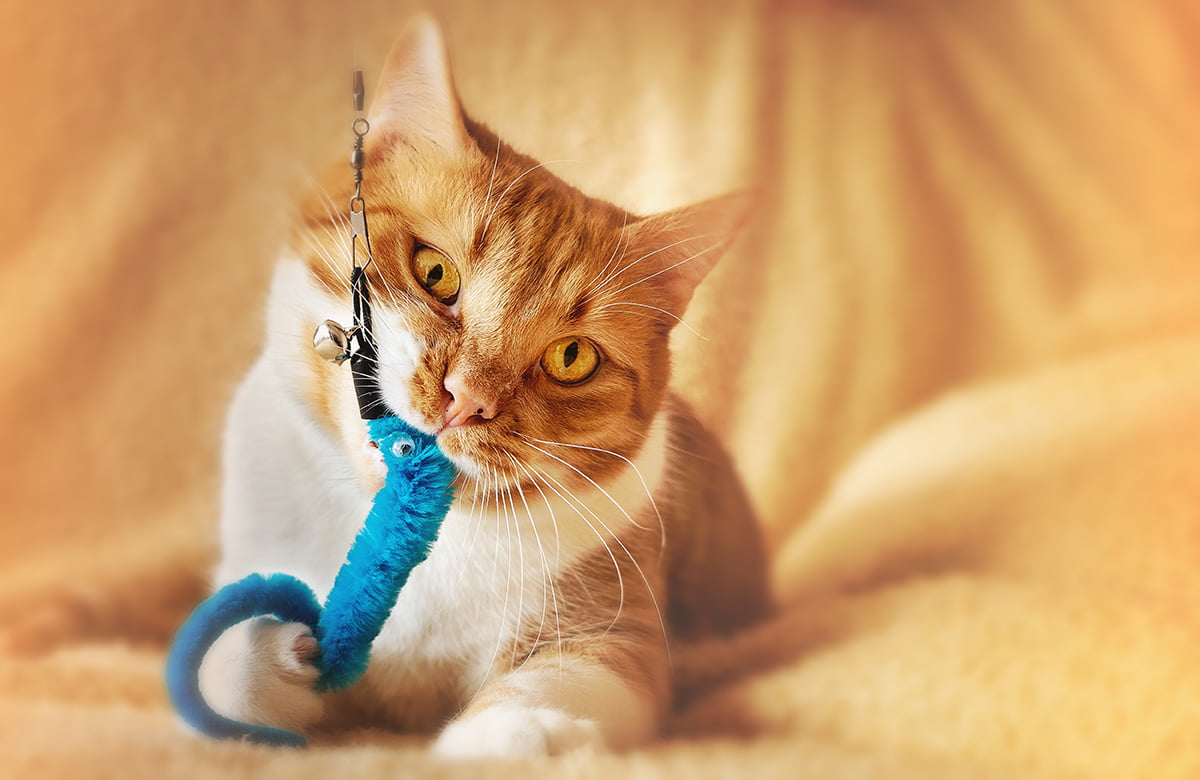 cat chew toy