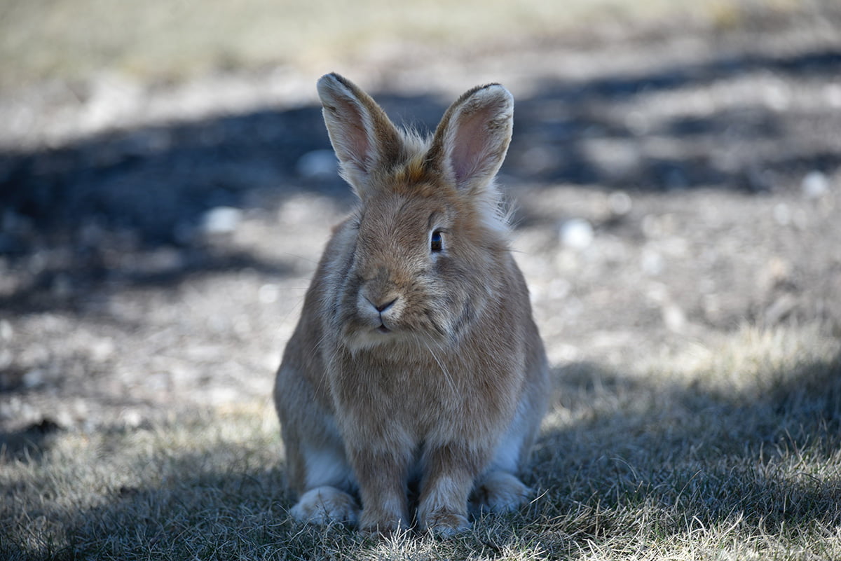 The Lionhead Rabbit Care Guide For First-Time Bunny Owners