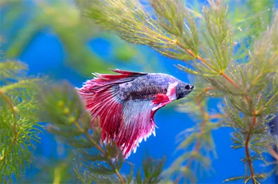 Betta Fish Betta Fish