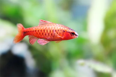 Cherry Barb_ Cherry Barb