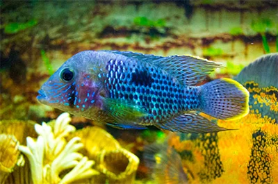 Electric Blue Acara_ Electric Blue Acara