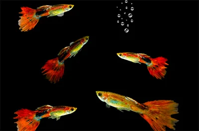 Fancy Guppies_ Fancy Guppies