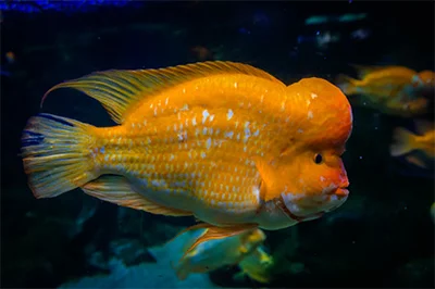 Flowerhorn Cichlid_ Flowerhorn Cichlid
