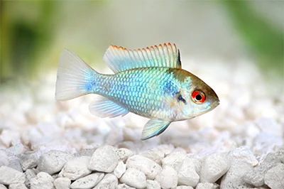 German Blue Ram_ German Blue Ram