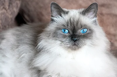 15 Of The Most Fluffy Cat Breeds - The Pet Staff