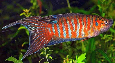 Paradise Fish_ Paradise Fish