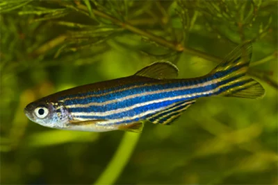 Zebra Danio_ Zebra Danio