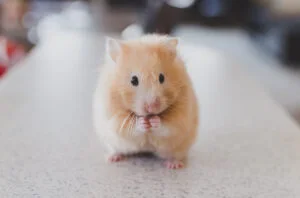 baby hamster