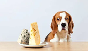 can dog eat cheese