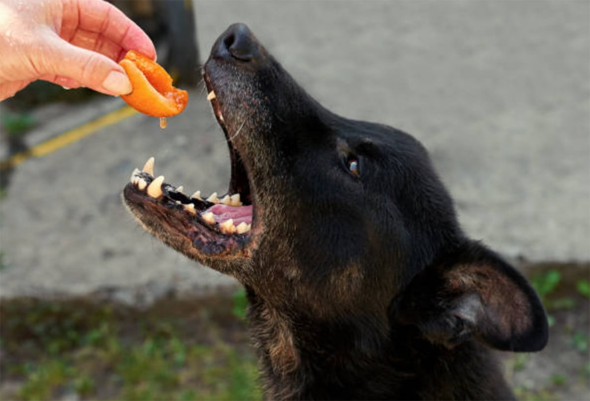 can dog eat peaches