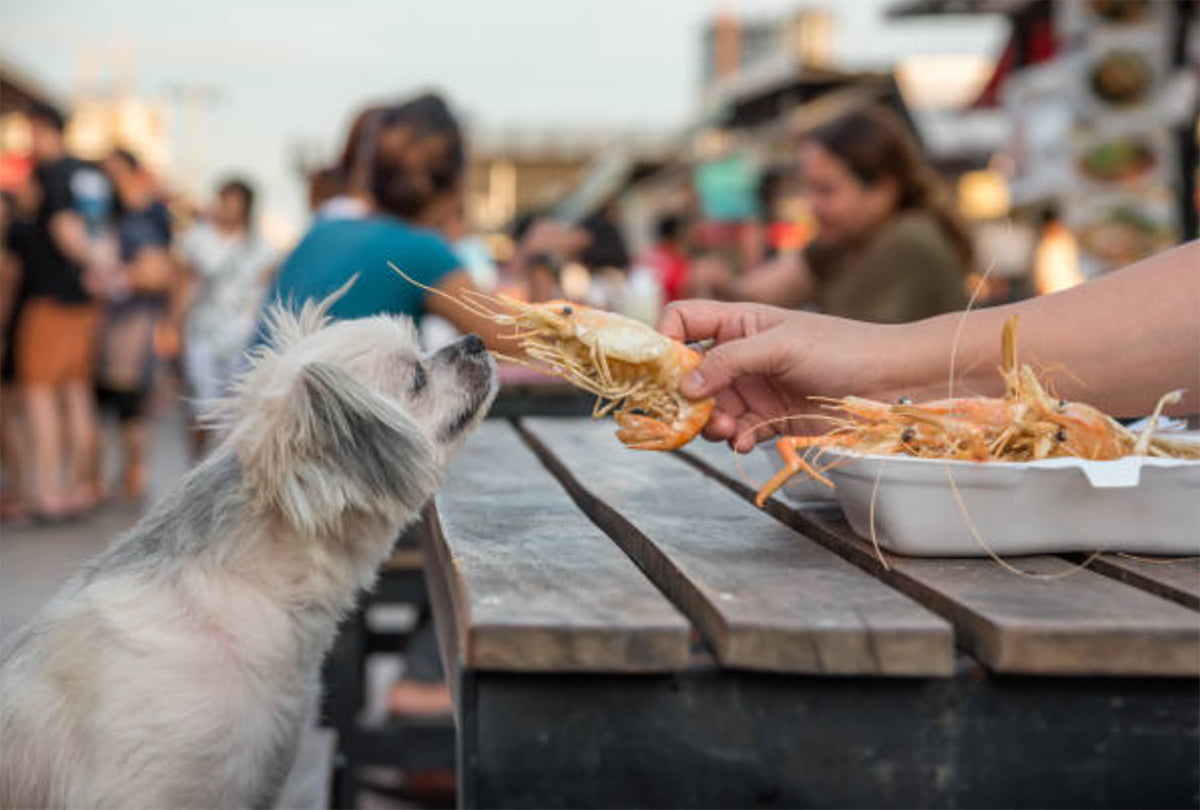 can dog eat shrimp