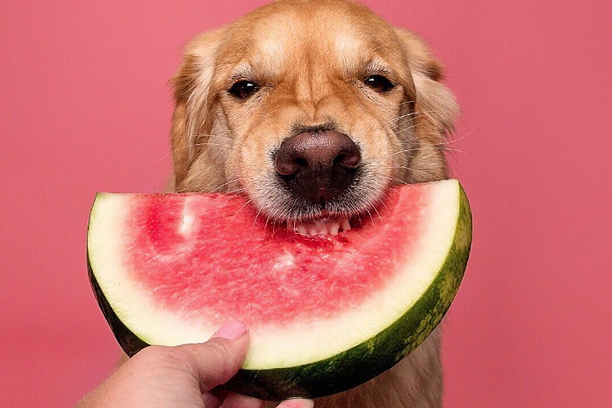 Feed Or Not To Feed: Can Dogs Eat Watermelon - The Pet Staff