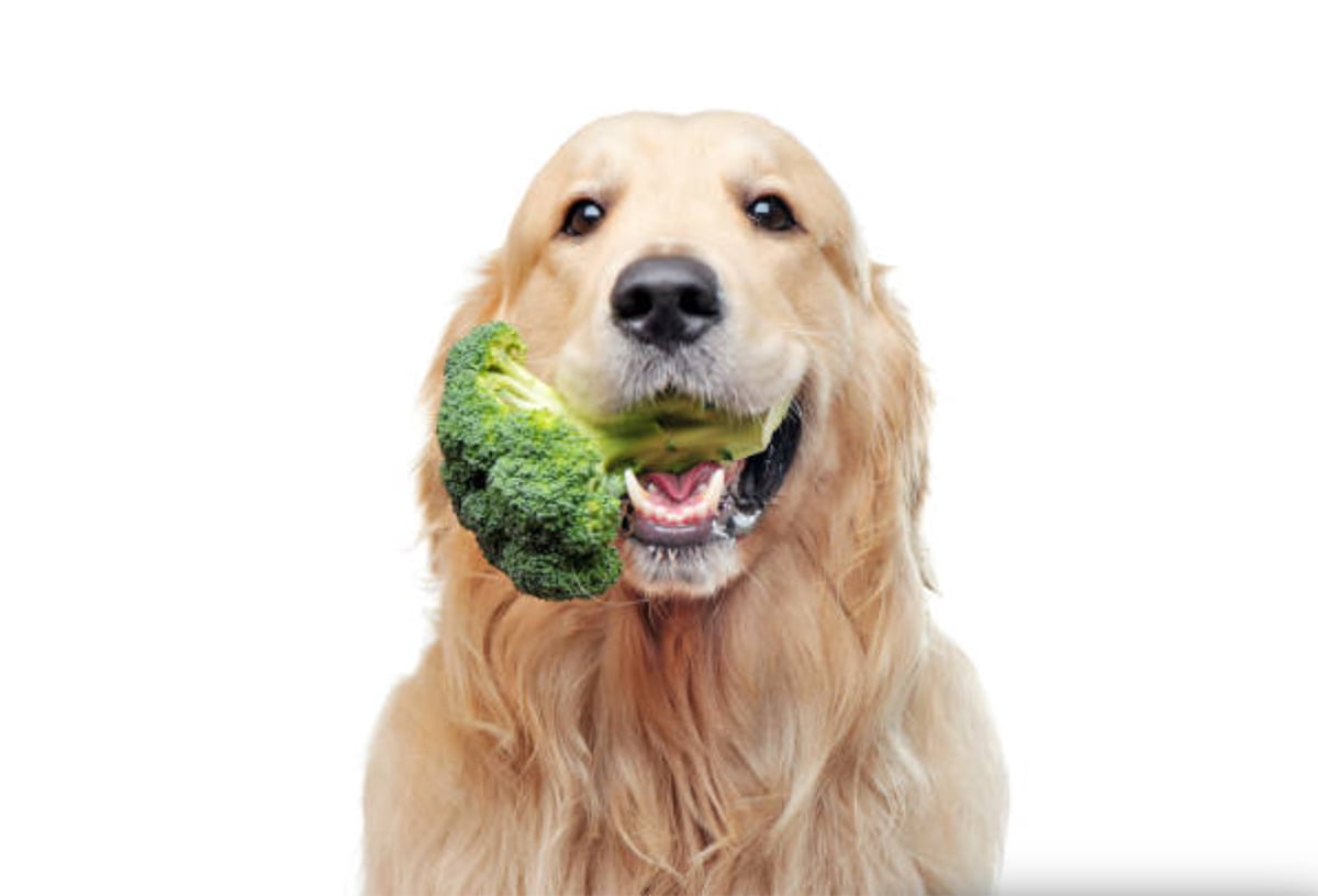 dog broccoli