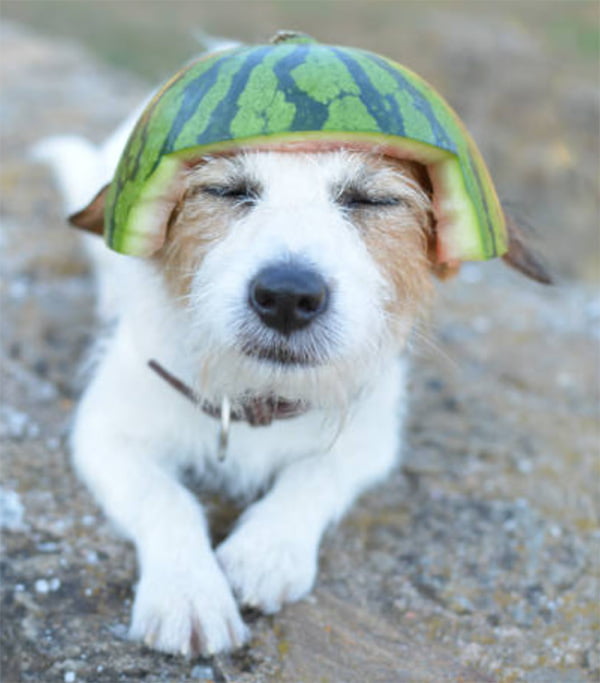 dog watermelon