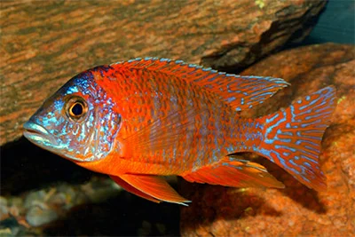 peacock cichlid peacock cichlid