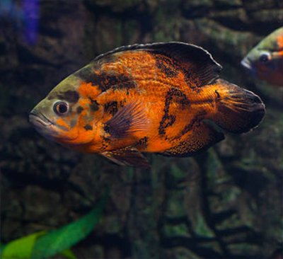 tiger Oscar Fish