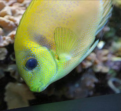 yellow oscar fish