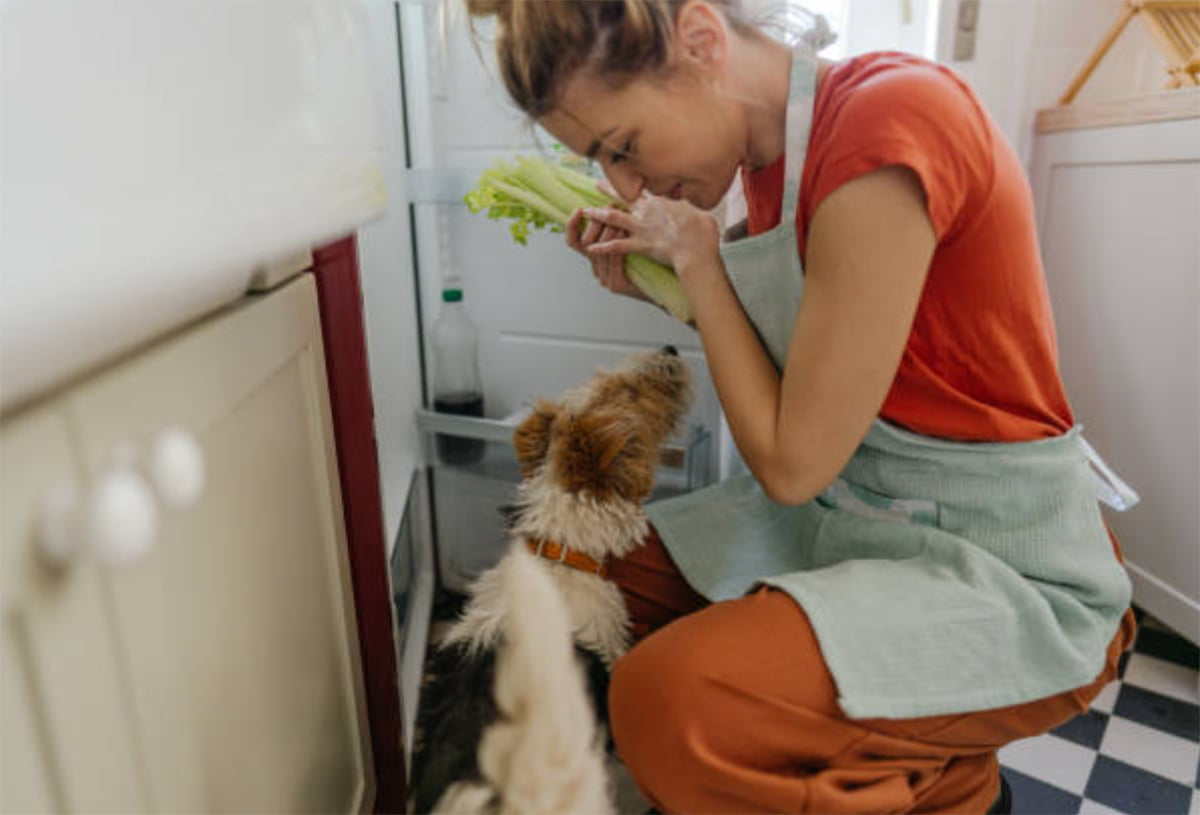 can dogs eat celery