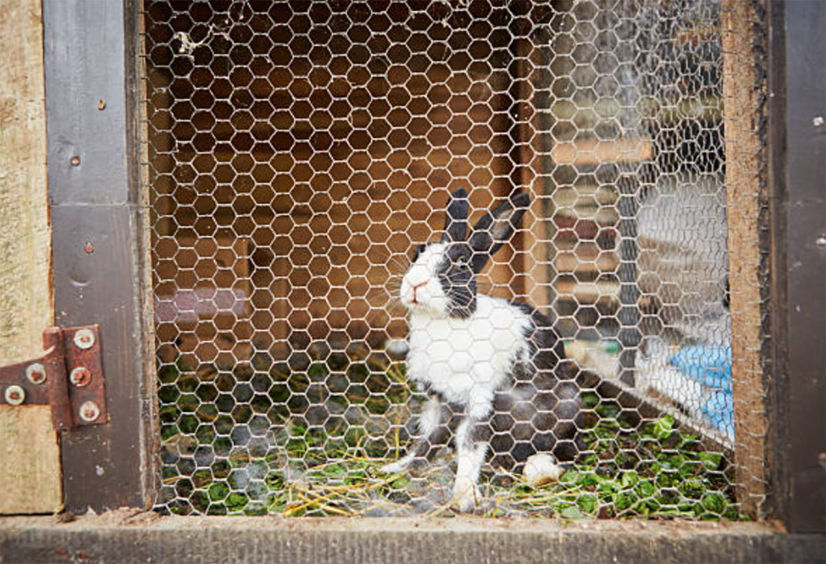 rabbit hutch