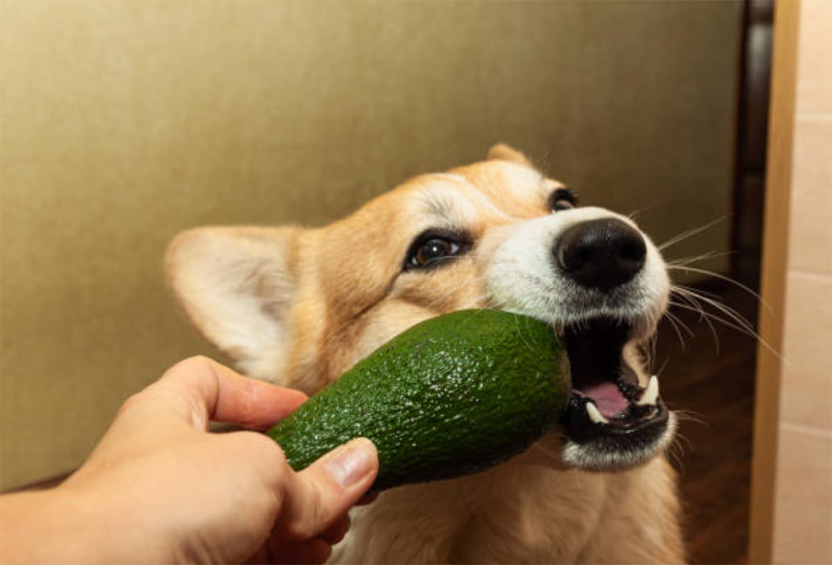 Can Dogs Eat Avocado