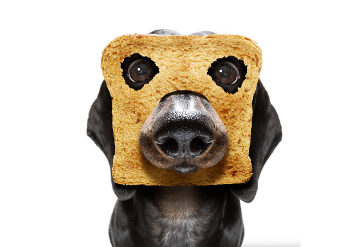 can dogs eat bread