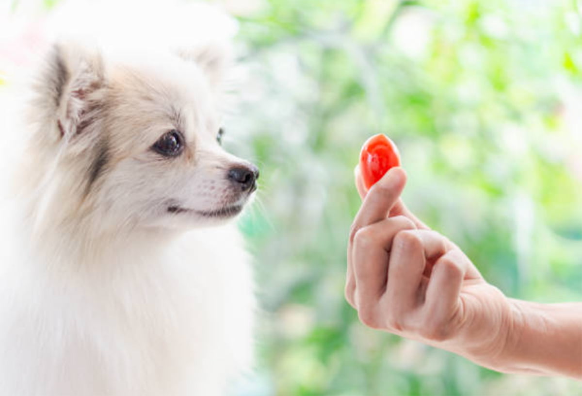 can dogs eat tomatoes