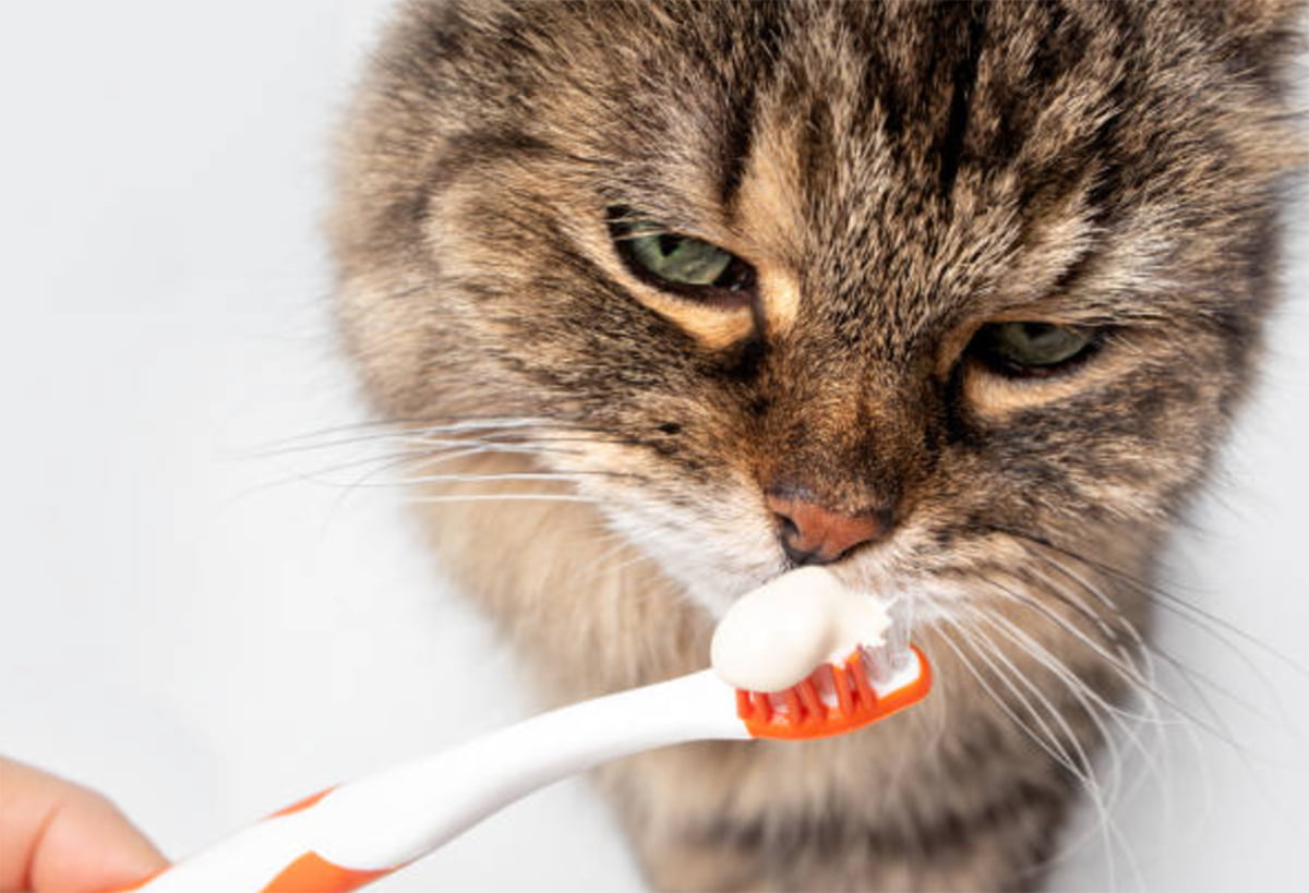 cat toothpaste