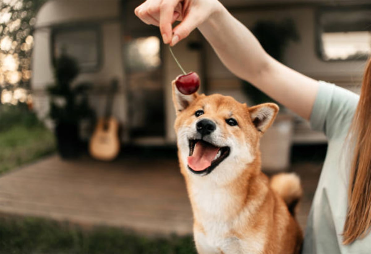 can dogs eat cherries