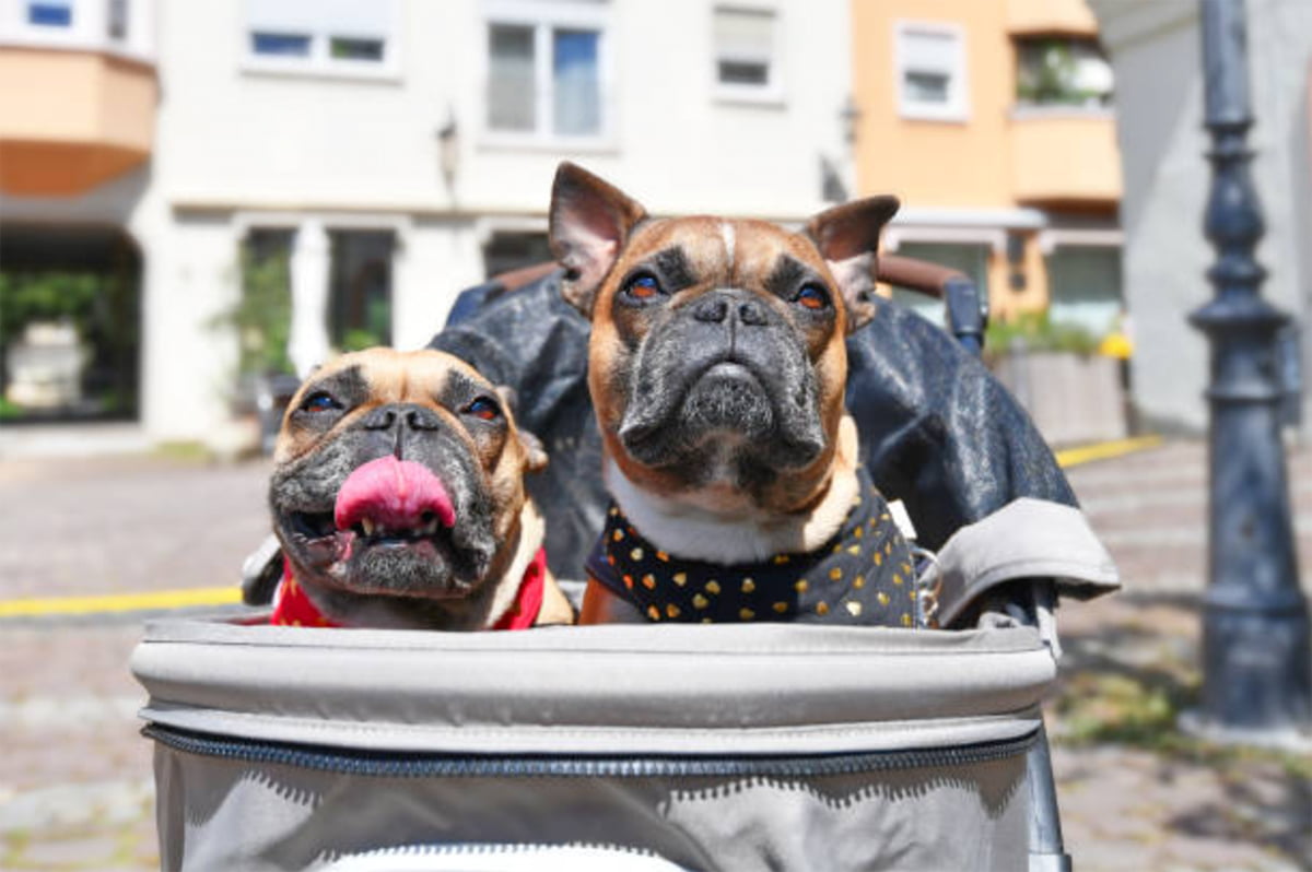 dog stroller