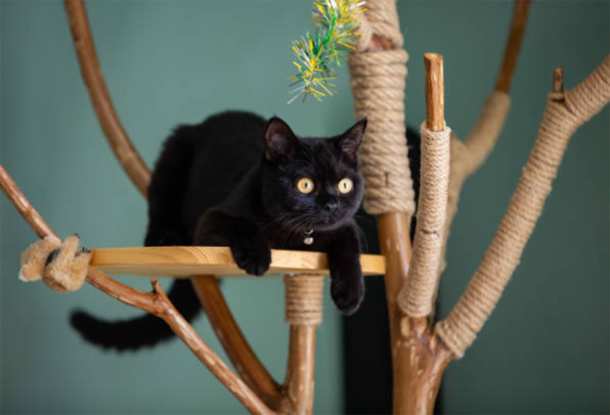 16 Best Modern Cat Tree Styles To Add To Your Home The Pet Staff   Modern Cat Tree 