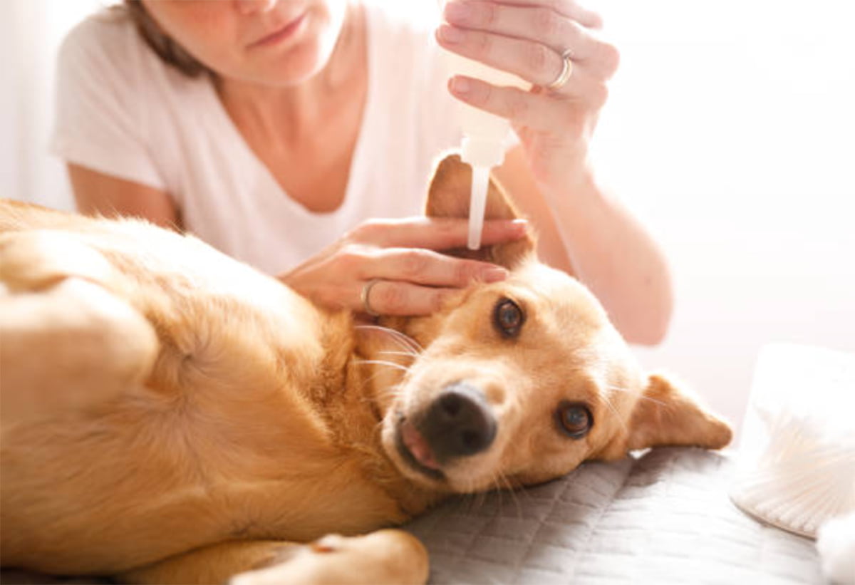 Dog Ear Cleaner