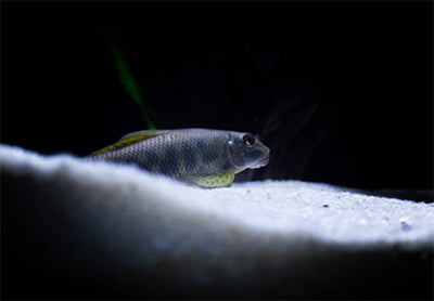 Gyrinocheilus aymonieri fish
