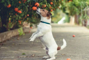 can dogs have orange