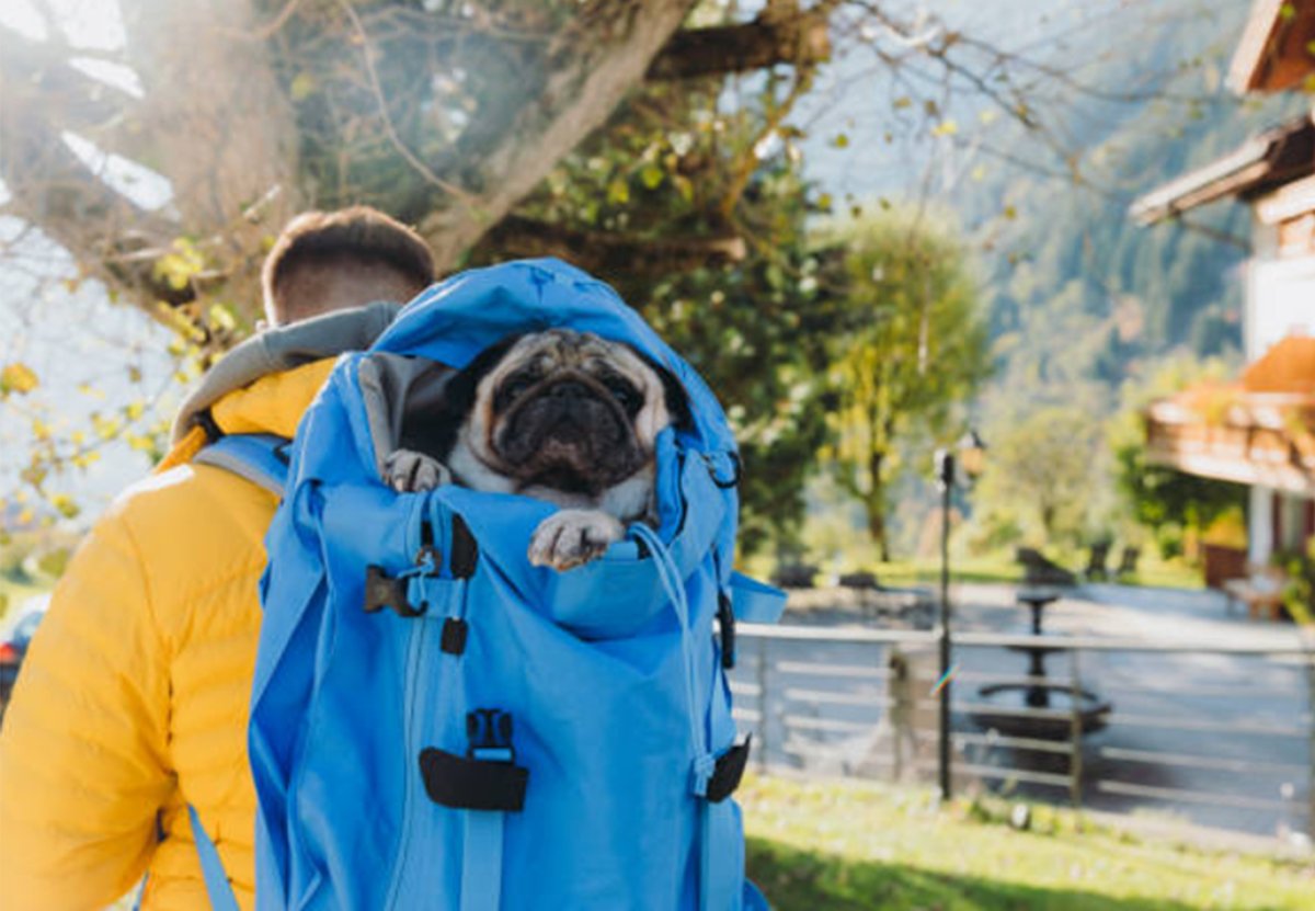 dog backpack carrier