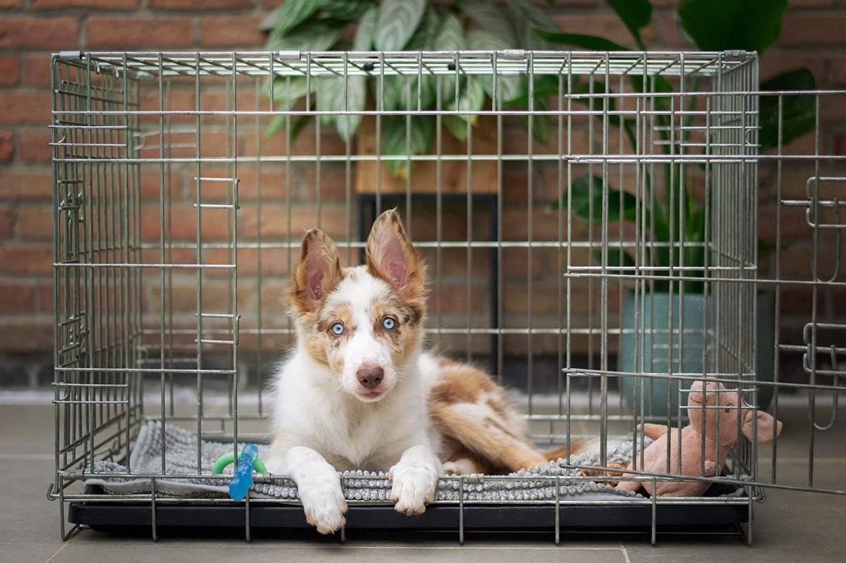 heavy duty dog crate