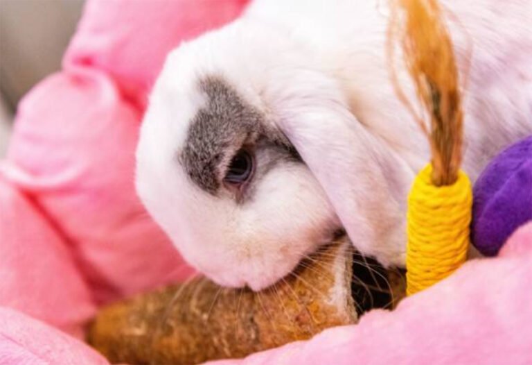 The Lionhead Rabbit Care Guide For FirstTime Bunny Owners The Pet Staff