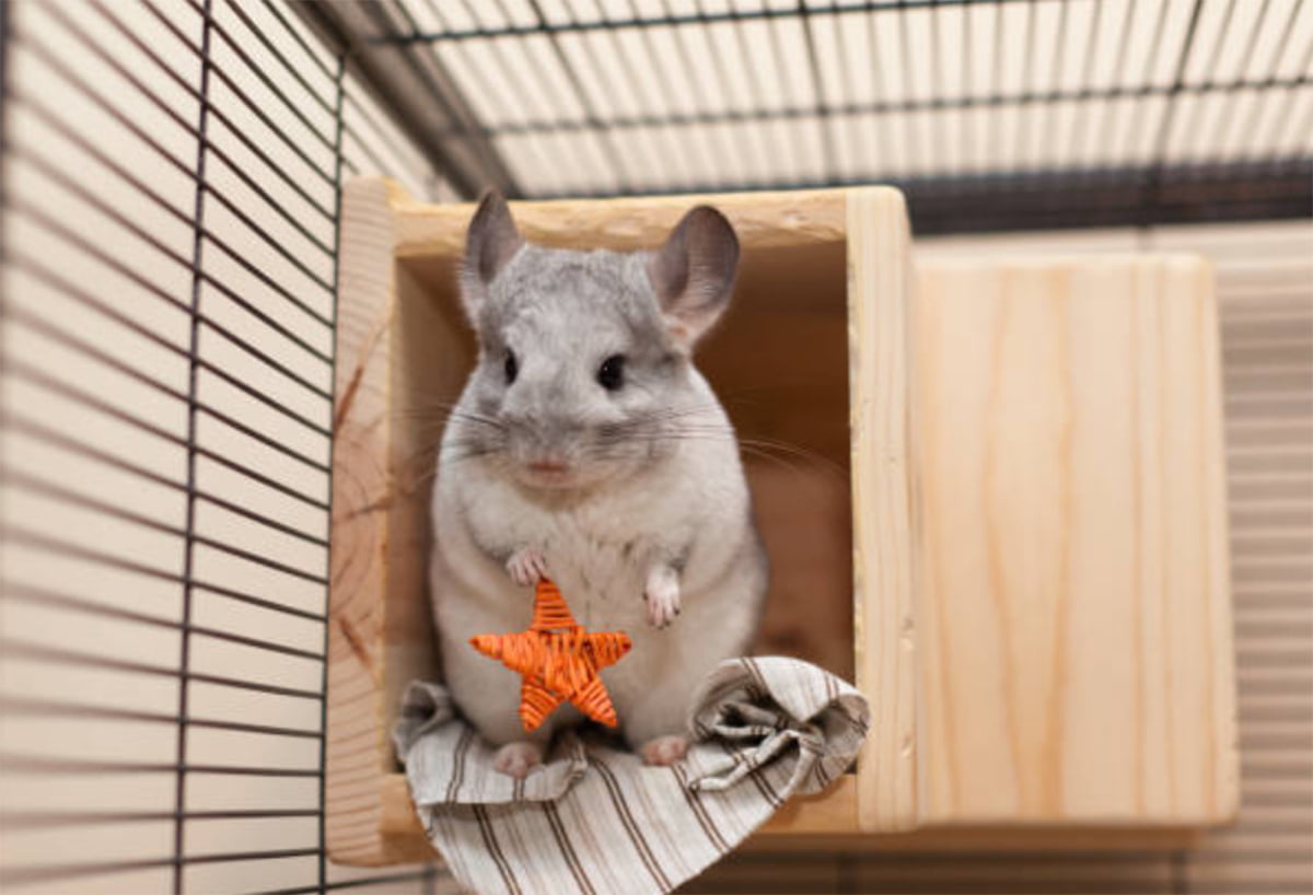 Best Chinchilla Cages