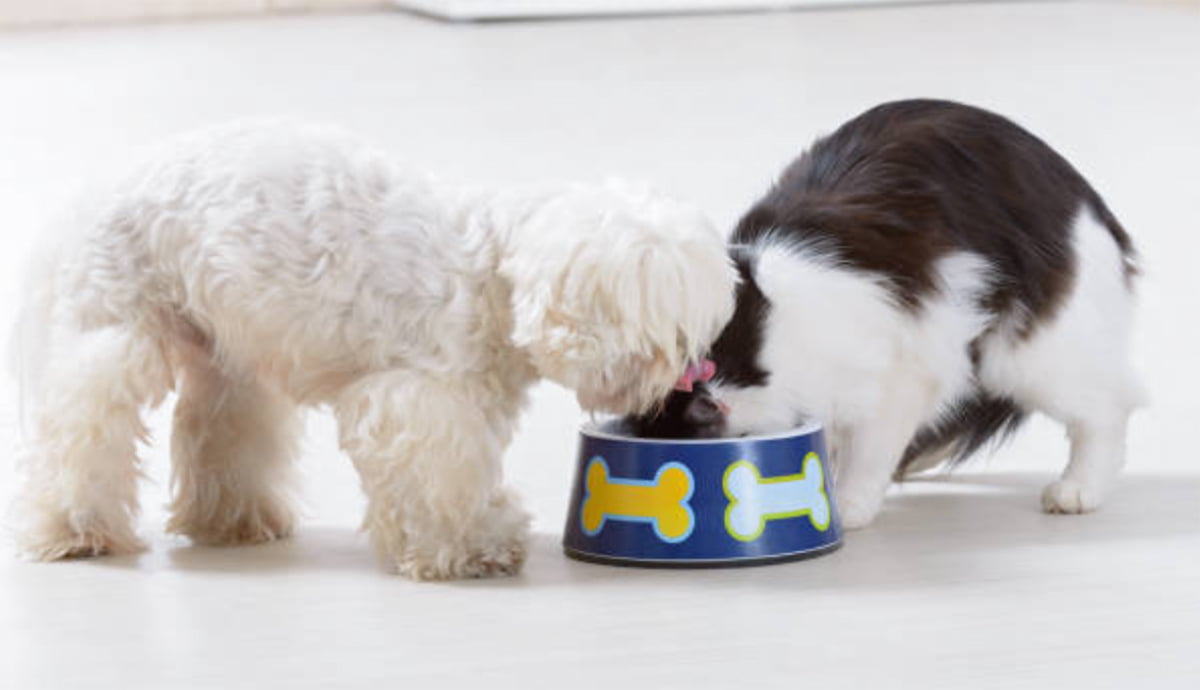 Dog and cat eating out of the same bowl