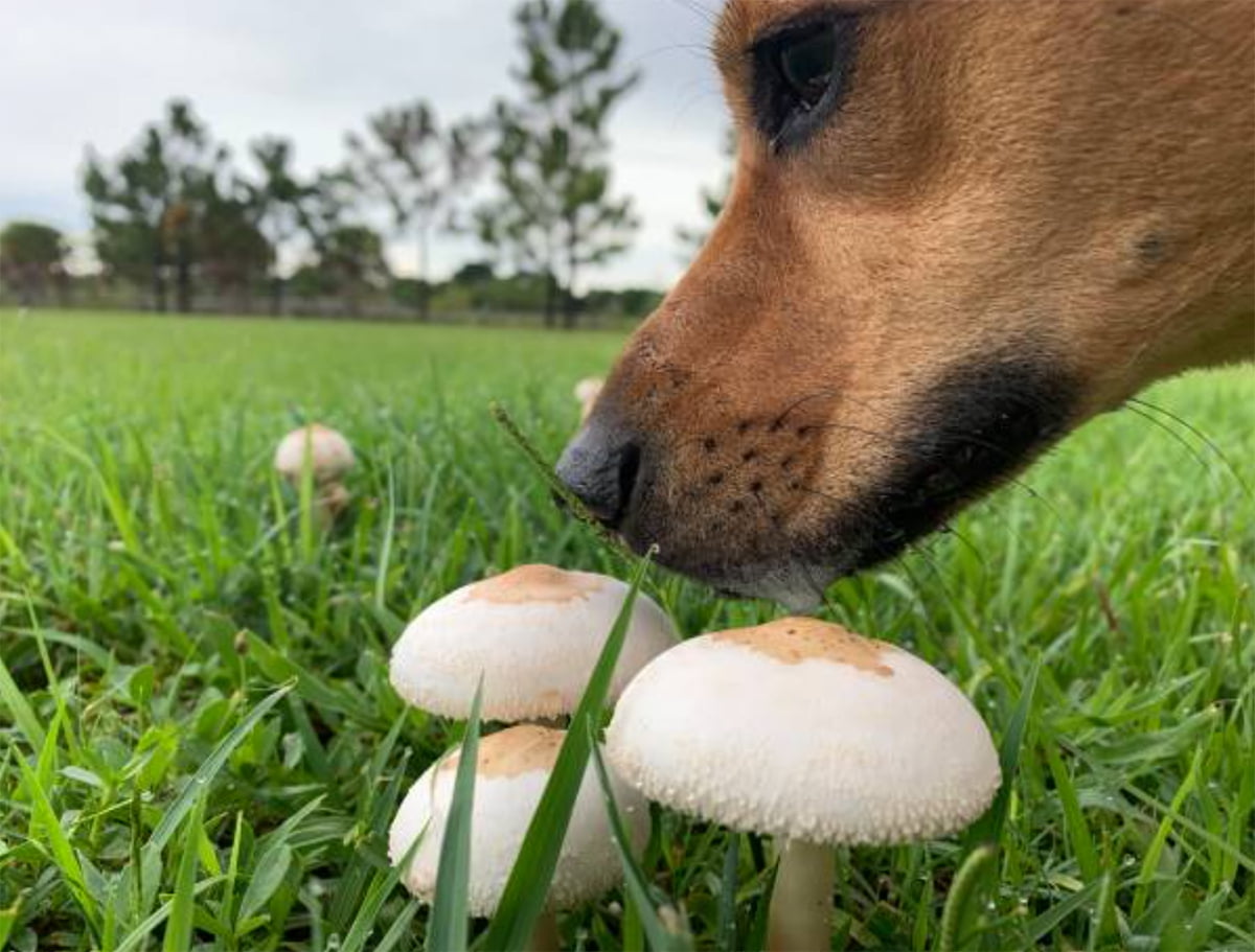 Can Dogs Eat Mushrooms?