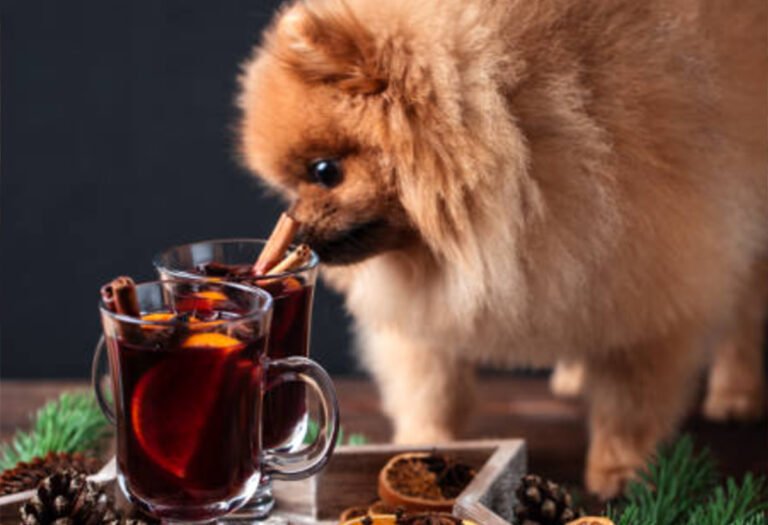 Picture of The Sweet Truth About Can Dogs Have Honey? - The Pet Staff