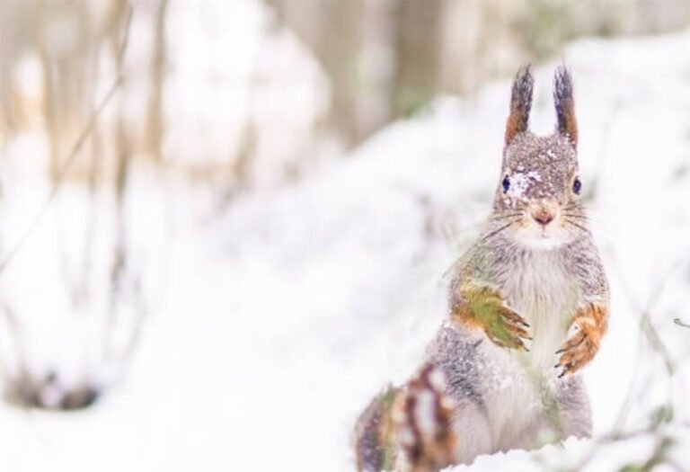 How To Care For A Baby Squirrel The Pet Staff