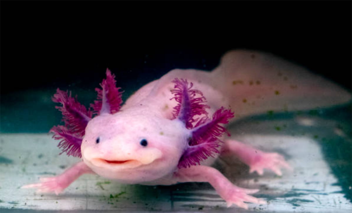 What Do Axolotls Eat